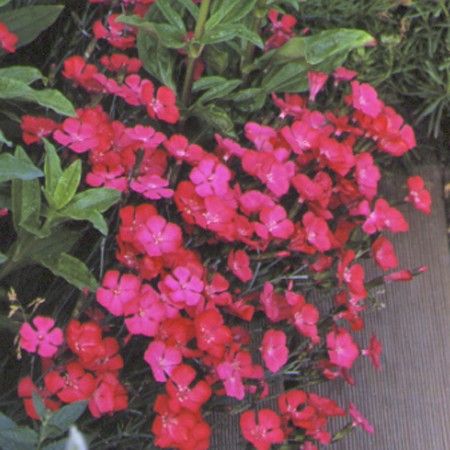 Oeillet deltoïde rouge - Un tapis vivace avec des petites fleurs rouges qui le recouvrent de tout l'été - Floraison de Mai à Juin